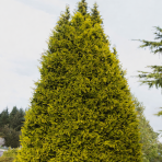 Cyprusovec leylandský (Cupressocyparis leylandii) ´CASTLEWELLAN GOLD´ - výška 70-90 cm, kont. C5L 